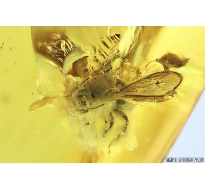 Rare Honey Bee, Apoidea and Ant with Mite Acari! Fossil insects in Baltic amber #9907