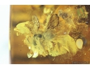 Rare Honey Bee, Apoidea and Ant with Mite Acari! Fossil insects in Baltic amber #9907