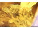 Rare Honey Bee, Apoidea and Ant with Mite Acari! Fossil insects in Baltic amber #9907