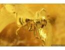 Rare Honey Bee, Apoidea and Ant with Mite Acari! Fossil insects in Baltic amber #9907