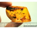 Rare Honey Bee, Apoidea and Ant with Mite Acari! Fossil insects in Baltic amber #9907