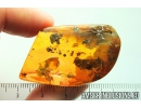 Rare Honey Bee, Apoidea and Ant with Mite Acari! Fossil insects in Baltic amber #9907