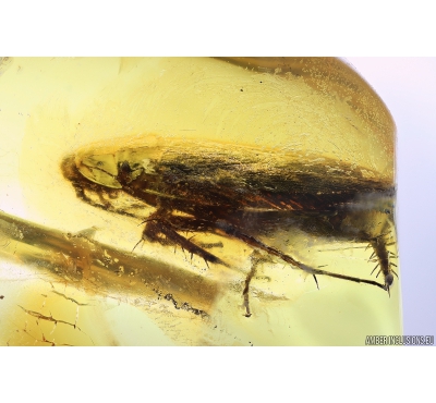 Big 14mm! Cockroach, Blattaria. Fossil insect in Baltic amber #9908