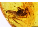 Jumping Spider, Salticidae. Fossil inclusion in Baltic amber #9909