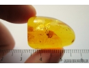 Spider Araneae Fossil inclusion in Baltic amber stone #9910
