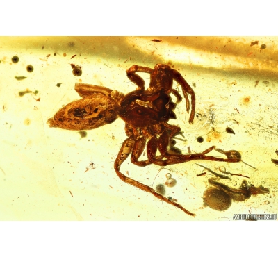 Nice Spider Araneae Fossil inclusion in Baltic amber stone #9911