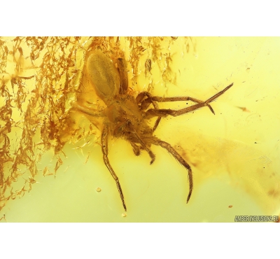 Nice Spider Araneae Fossil inclusion in Baltic amber stone #9912