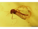 Harvestman Opiliones and True Midges Chironomidae. Fossil inclusions in Baltic amber #9914