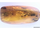 Harvestman Opiliones and True Midges Chironomidae. Fossil inclusions in Baltic amber #9914