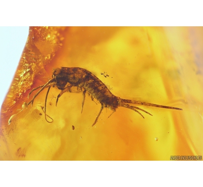 Nice Bristletail, Machilidae. Fossil insect in Baltic amber #9915