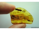 Coprolite, Click beetle and More. Fossil inclusions in Baltic amber #9916