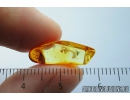 Very Nice Unknown Inclusion. Baltic amber stone #9917
