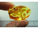 Very Nice Unknown Inclusion. Baltic amber stone #9918