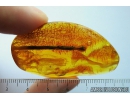 Very Nice Amber Drop. Fossil inclusion in Baltic amber #9919