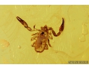 False scorpion Pseudoscorpion and Moth Lepidoptera. Fossil inclusions in Baltic amber #9920