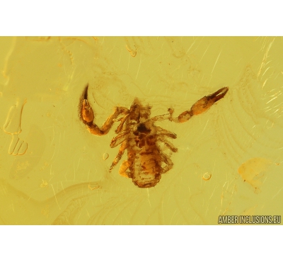 False scorpion Pseudoscorpion and Moth Lepidoptera. Fossil inclusions in Baltic amber #9920