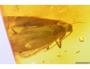 False scorpion Pseudoscorpion and Moth Lepidoptera. Fossil inclusions in Baltic amber #9920