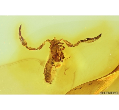 Big 5mm False scorpion Pseudoscorpion. Fossil inclusion in Baltic amber #9922