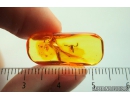 Big 5mm False scorpion Pseudoscorpion. Fossil inclusion in Baltic amber #9922