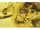 Leaf with Worms Nematoda , Ant Formicidae, Bristletail Machilidae and More. Fossil inclusions Baltic amber #9933