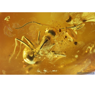 Ant Formicidae Formica and 3 Spiders Araneae. Fossil inclusions in Baltic amber #9939