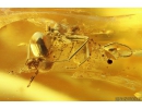 Ant Formicidae Formica and 3 Spiders Araneae. Fossil inclusions in Baltic amber #9939