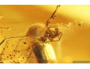 Ant Formicidae Formica and 3 Spiders Araneae. Fossil inclusions in Baltic amber #9939