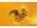 Ant Formicidae Formica and 3 Spiders Araneae. Fossil inclusions in Baltic amber #9939