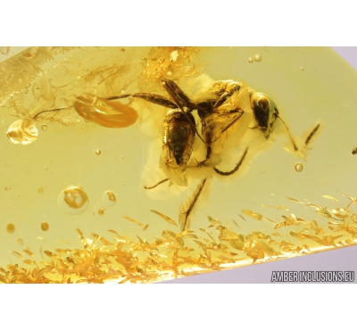 Ant Formicidae Camponotus. Fossil insect in Baltic amber #9941