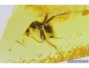Ant Formicidae Camponotus. Fossil insect in Baltic amber #9941