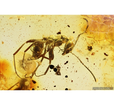 Ant Formicidae Formica. Fossil insect in Baltic amber #9942