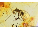 Ant Formicidae Formica. Fossil insect in Baltic amber #9942