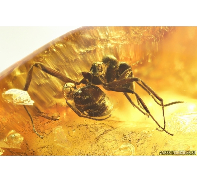 Big Ant Formicidae Formica flori. Fossil insect in Baltic amber #9943