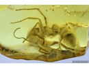 Rare Big 15mm! Ant Formicidae Prionomyrmex. Fossil insect in Baltic amber #9945