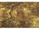 Very Interesting Unknown Fossil Inclusion, possibly Mushroom in Baltic amber #9953