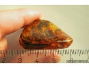 Very Interesting Unknown Fossil Inclusion, possibly Mushroom in Baltic amber #9953