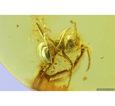 Ant Hymenoptera. Fossil inclusion in Baltic amber #9966