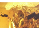 Action! Ants Eat a Grasshopper! One ant on the back, the other climbed into the head. Fossil inclusions Baltic amber #9967