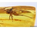 Action! Ants Eat a Grasshopper! One ant on the back, the other climbed into the head. Fossil inclusions Baltic amber #9967