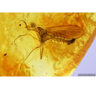 Dance fly Empididae. Fossil inclusion in Baltic amber #9974