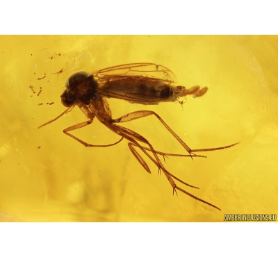 Fungus gnat Mycetophilidae with Eggs. Fossil insect Baltic amber #9976