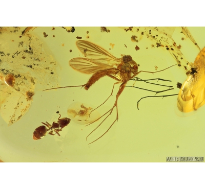 Fungus gnat Keroplatidae and Ant Hymenoptera. Fossil inclusions in Baltic amber Stone #9977