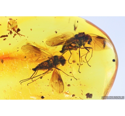 Two Nice Snipe Flies Rhagionidae. Fossil insects in Baltic amber #9978