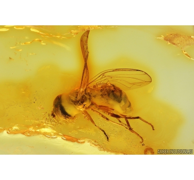 Hover Fly Syrphidae. Fossil insect in Baltic amber #9979