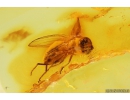 Hover Fly Syrphidae. Fossil insect in Baltic amber #9979