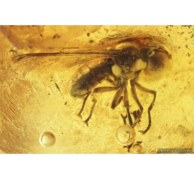 Two Hover Flies Syrphidae. Fossil insects in Baltic amber #9981