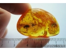 Rare Big-headed flies Pipunculidae. Fossil insects in Baltic amber #9981