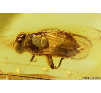 Nice Hover Fly Syrphidae and More. Fossil insects in Baltic amber #9982