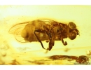 Nice Hover Fly Syrphidae and More. Fossil insects in Baltic amber #9982