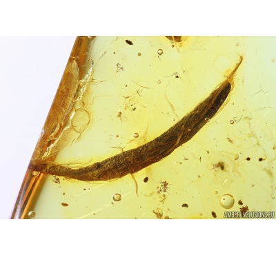 Nice 14mm Leaf. Fossil inclusion in Baltic amber stone #9983